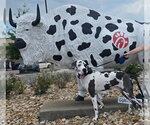 Small #7 Great Dane