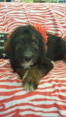 Aussiedoodle Puppy for sale in WAUSEON, OH, USA
