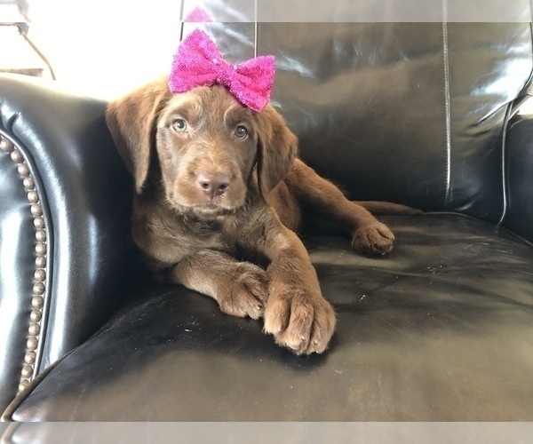 Medium Photo #2 Labradoodle Puppy For Sale in JEWETT, TX, USA