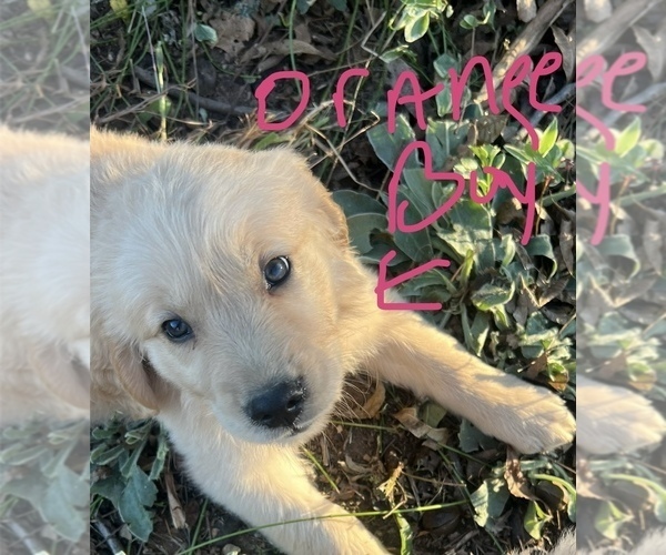 Medium Photo #10 Golden Retriever Puppy For Sale in BOILING SPGS, SC, USA