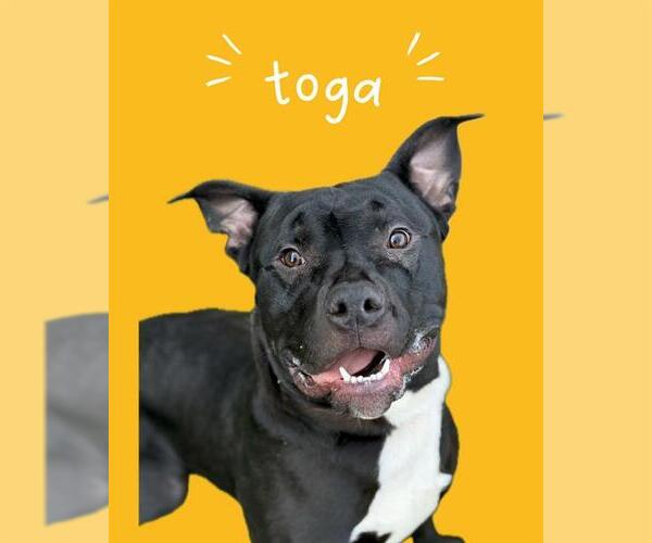 Medium Photo #2 Mutt Puppy For Sale in West Valley, UT, USA