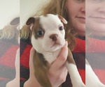 Small Photo #2 Boston Terrier Puppy For Sale in MURRAY, UT, USA