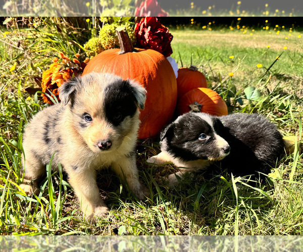 Medium Photo #3 Border Collie Puppy For Sale in MOSIER, OR, USA