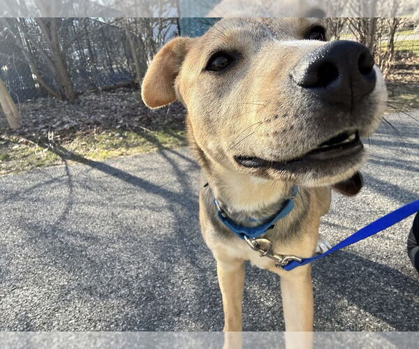 Medium Photo #5 Mutt Puppy For Sale in Elmsford, NY, USA