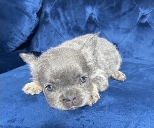Medium Photo #2 French Bulldog Puppy For Sale in RALEIGH, NC, USA