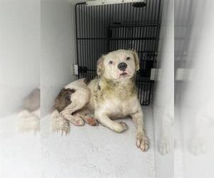 American Bulldog-Border Collie Mix Dogs for adoption in Houston, TX, USA