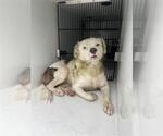 Small American Bulldog-Border Collie Mix