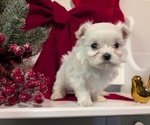 Small Photo #44 Maltese Puppy For Sale in GOSHEN, IN, USA