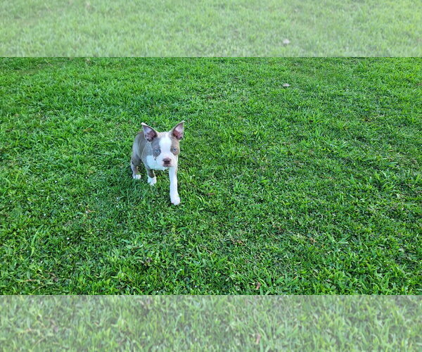 Medium Photo #1 Boston Terrier Puppy For Sale in Little Elm, TX, USA
