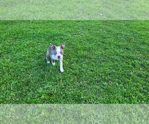 Boston Terrier Dogs for adoption in Little Elm, TX, USA