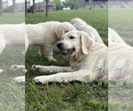 Small #5 English Cream Golden Retriever