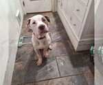 Small #1 American Pit Bull Terrier Mix