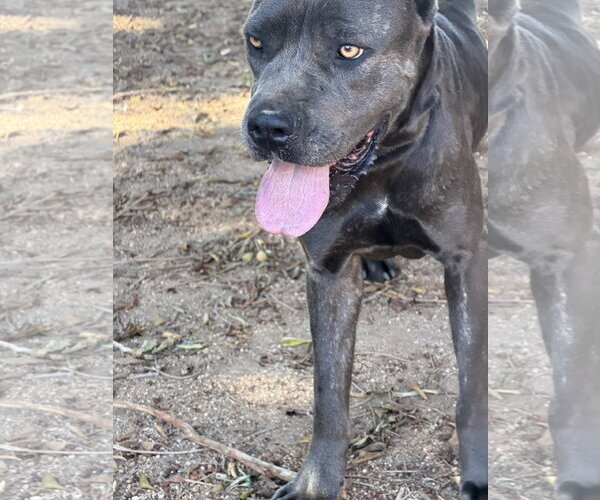 Medium Photo #1 Mutt Puppy For Sale in Goodyear, AZ, USA
