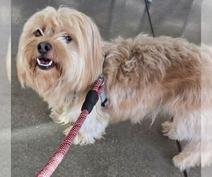 Shih Apso Dogs for adoption in San Antonio, TX, USA