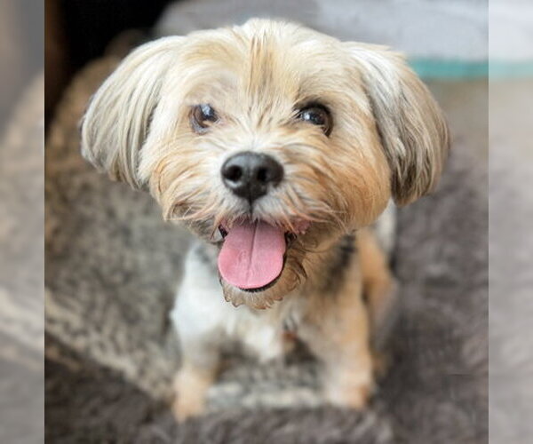 Medium Photo #7 Mutt Puppy For Sale in Arlington, VA, USA
