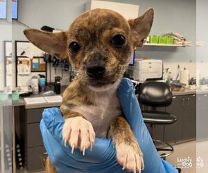 Jordyn - Female Chihuahua-Unknown Mix Dog for Adoption - Photo #3