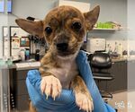 Small Photo #3 Chihuahua-Unknown Mix Puppy For Sale in Washington, DC, USA