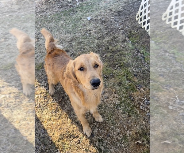 Medium Photo #1 Golden Retriever Puppy For Sale in COLUMBUS, IN, USA