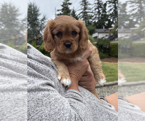 Medium Cavachon