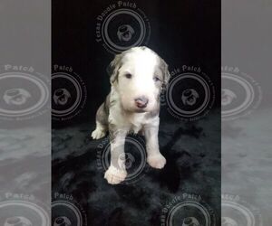 Sheepadoodle Puppy for sale in COLLEGE STATION, TX, USA