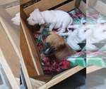 Small Photo #13 American Bandogge Puppy For Sale in TOMBALL, TX, USA