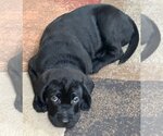 Small Photo #2 Labrador Retriever-Unknown Mix Puppy For Sale in Cary, NC, USA
