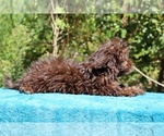 Small #21 ShihPoo