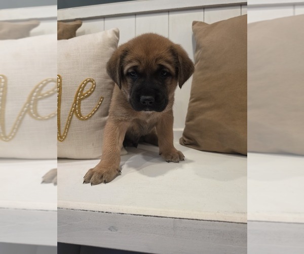 Medium Photo #1 Anatolian Shepherd-English Mastweiler Mix Puppy For Sale in IRWIN, PA, USA