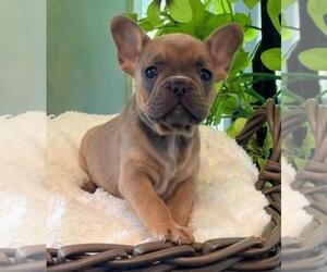 French Bulldog Puppy for sale in FRANKLIN, IN, USA