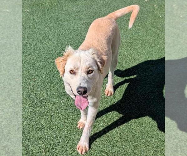Medium Photo #5 Golden Labrador Puppy For Sale in Rockwall, TX, USA