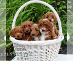Small #1 Cavapoo