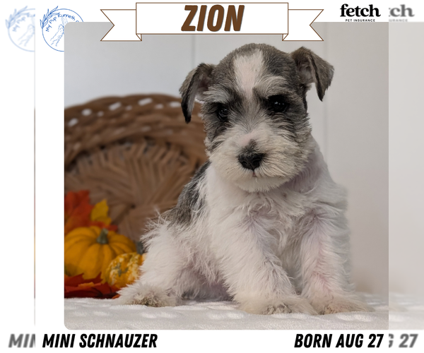 Medium Photo #1 Schnauzer (Miniature) Puppy For Sale in GOSHEN, IN, USA