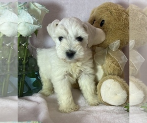 Schnauzer (Miniature) Puppy for sale in CHARLOTTE, NC, USA