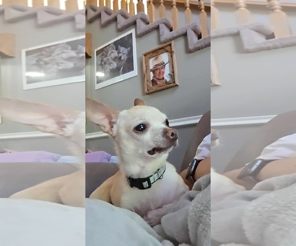 Medium Photo #5 Chihuahua Puppy For Sale in MIDWAY, UT, USA