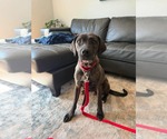 Dr. Temperance Brennan - Female Mutt Dog for Adoption - Small photo