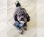 Small #5 Shih Tzu Mix