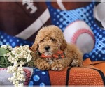 Small Photo #7 Poodle (Toy) Puppy For Sale in NEW PROVIDENCE, PA, USA