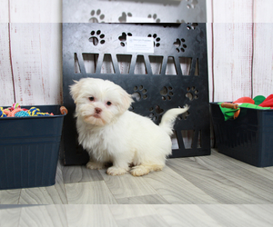 Zuchon Puppy for sale in MARIETTA, GA, USA