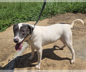 American Pit Bull Terrier-Labrador Retriever Mix Dogs for adoption in Jackson, MS, USA