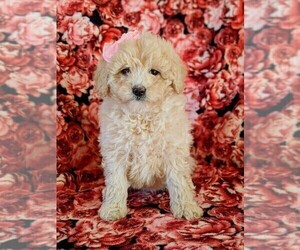 Goldendoodle Puppy for sale in OXFORD, PA, USA