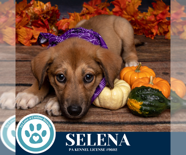 Medium Photo #5 Bulldog-Unknown Mix Puppy For Sale in Kimberton, PA, USA