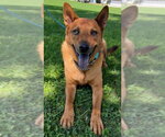 Small Photo #8 Mutt Puppy For Sale in Lake Forest, CA, USA