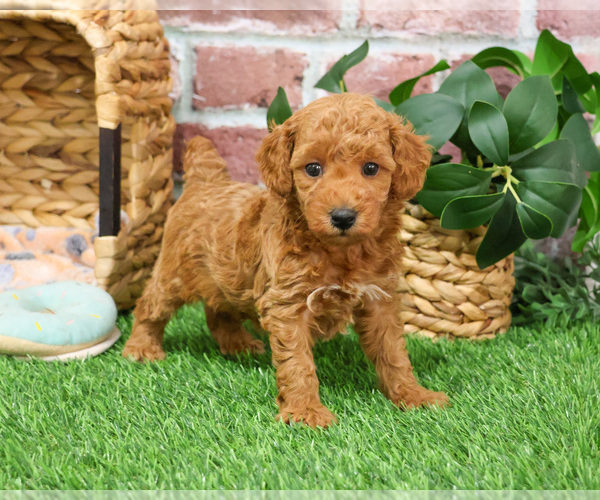 Medium Photo #6 Poodle (Miniature) Puppy For Sale in SYRACUSE, IN, USA