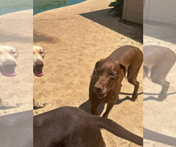 Medium Photo #2 Great Dane Puppy For Sale in Bullard, TX, USA