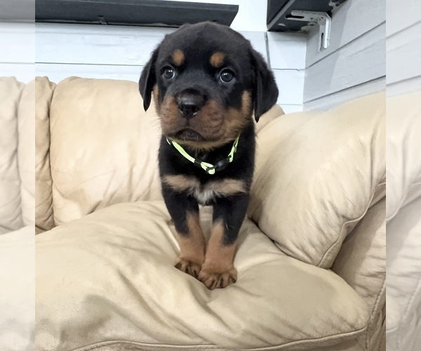 Medium Photo #24 Rottweiler Puppy For Sale in BRIGHTON, CO, USA