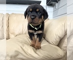 Small #23 Rottweiler