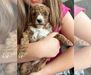 Cavapoo Puppy for Sale in BERKLEY, Michigan USA