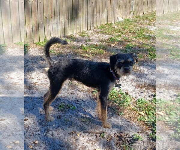 Medium Photo #5 Border Terrier-Unknown Mix Puppy For Sale in Arcadia, FL, USA