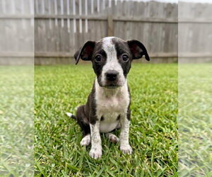 Bulldog-Unknown Mix Dogs for adoption in Grovertown, IN, USA