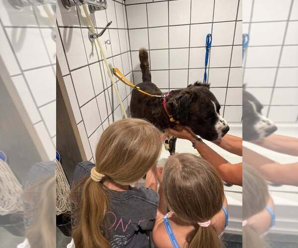 Medium Photo #2 Bernese Mountain Dog-Unknown Mix Puppy For Sale in Martinsburg, WV, USA